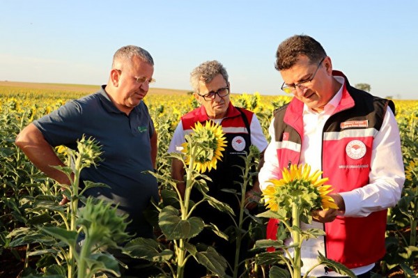 Tekirdağ'da çekirge istilası: Dronlar devreye girdi